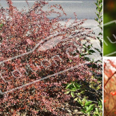 Berberis thunbergii ‘Atropurpurea’ 3 photos fleur