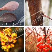 Berberis thunbergii ‘Atropurpurea’ 4 photos