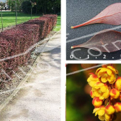 Berberis thunbergii ‘Atropurpurea’ 5 photos