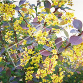 Berberis thunbergii ‘Atropurpurea’ entier fleur