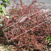 Berberis thunbergii ‘Atropurpurea’ entier