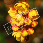 Berberis thunbergii ‘Atropurpurea’ fleur