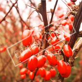 Berberis thunbergii ‘Atropurpurea’ fruit