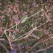 Berberis thunbergii ‘Atropurpurea’ hiver