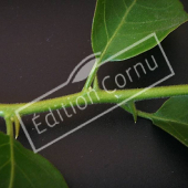 Bougainvillea glabra détail épine