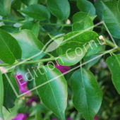 Bougainvillea glabra détail genre