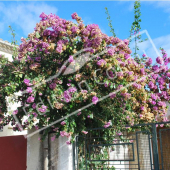 Bougainvillea glabra entier défleuri