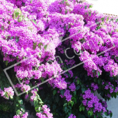 Bougainvillea glabra entier fleuri