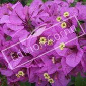 Bougainvillea glabra fleur