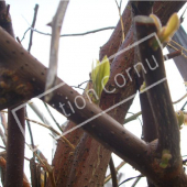 Bougainvillea glabra tronc hiver