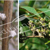 Buddleja alternifolia 2 photos bourgeon fruit