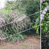 Buddleja alternifolia 2 photos entier fleur fleur