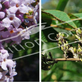 Buddleja alternifolia 2 photos fleur fruit