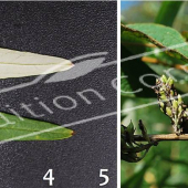 Buddleja alternifolia 2 photos fruit