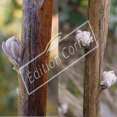 Buddleja alternifolia bourgeon