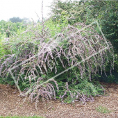 Buddleja alternifolia entier fleuri