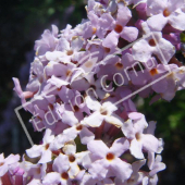 Buddleja alternifolia fleur