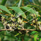 Buddleja alternifolia fruit