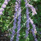 Buddleja alternifolia rameau fleur