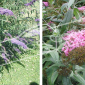 Buddleja davidii 2 photos entier fleur fleur