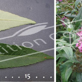 Buddleja davidii 2 photos fleur