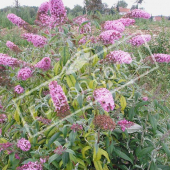 Buddleja davidii entier fleuri