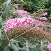 Buddleja davidii fleur