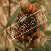 Buddleja davidii fruit