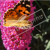 Buddleja davidii papillon