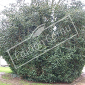 Buxus sempervirens entier