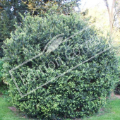 Buxus sempervirens entier2