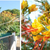 Caesalpinia gilliesii 2 photos entier fleur fleur