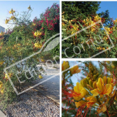 Caesalpinia gilliesii 3 photos fleur