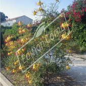 Caesalpinia gilliesii entier fleuri