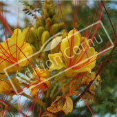 Caesalpinia gilliesii fleur