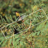 Caesalpinia gilliesii rameau