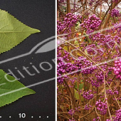 Callicarpa bodinieri ‘Profusion’ 2 photos fruit