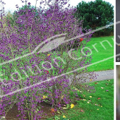 Callicarpa bodinieri ‘Profusion’ 3 photos baies