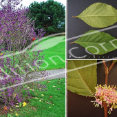 Callicarpa bodinieri ‘Profusion’ 5 photos