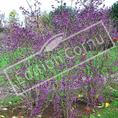 Callicarpa bodinieri ‘Profusion’ entier baies