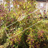 Callicarpa bodinieri ‘Profusion’ entier feuillé