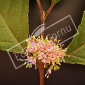 Callicarpa bodinieri ‘Profusion’ fleur