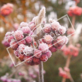 Callicarpa bodinieri ‘Profusion’ fruit gelé