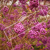 Callicarpa bodinieri ‘Profusion’ fruit