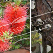 Callistemon rugulosus 2 photos fleur fruit