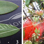 Callistemon rugulosus 2 photos fleur