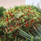 Callistemon rugulosus entier fleuri