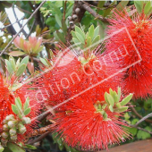 Callistemon rugulosus fleur