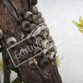 Callistemon rugulosus fruit