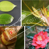 Camellia japonica 4 photos